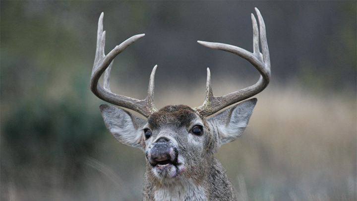 Close-up of Whitetail Buck Head and Antlers