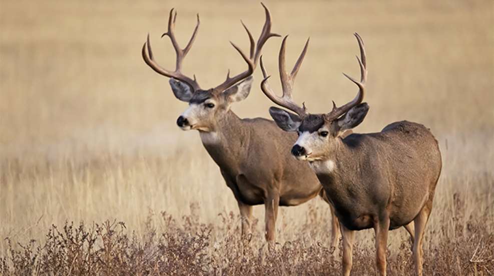 8-best-places-for-trophy-mule-deer_lead.jpg