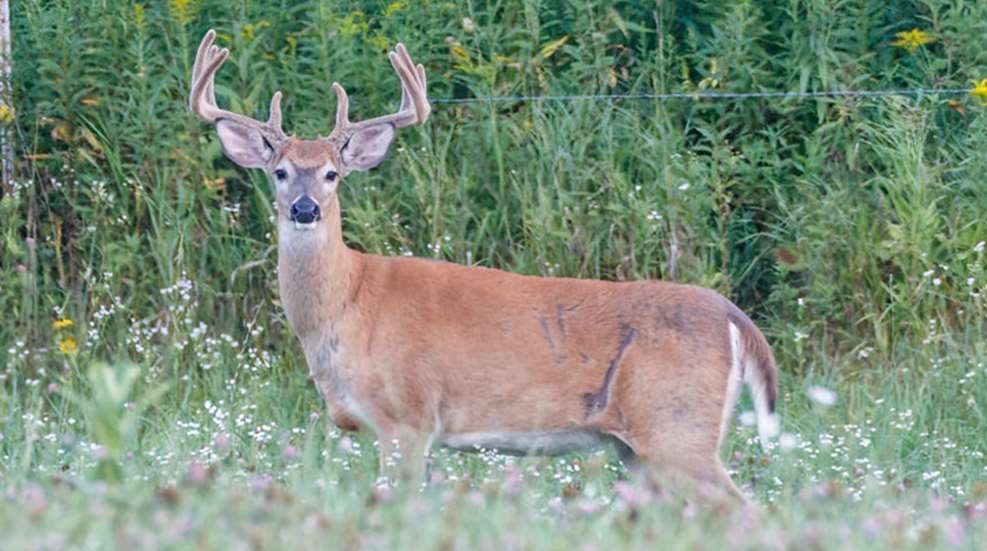whitetail-in-velvet.jpg