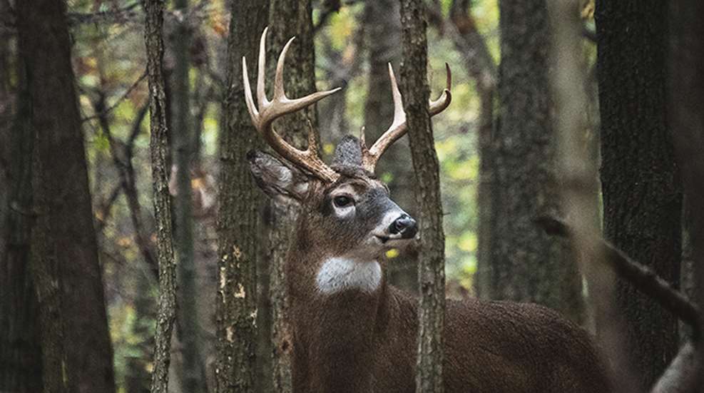 hunting-big-buck-bedding-areas_lead.jpg