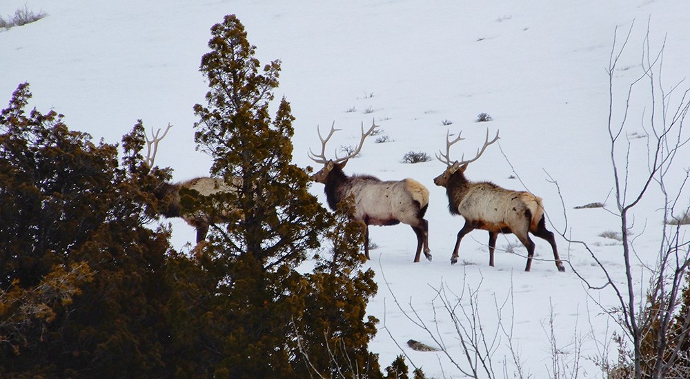 Three bull elk walking on snowy mountainside.