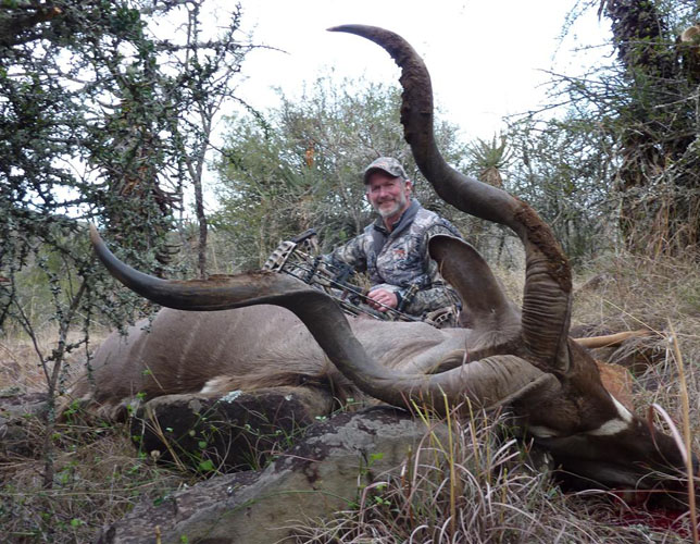 Kudu Bull