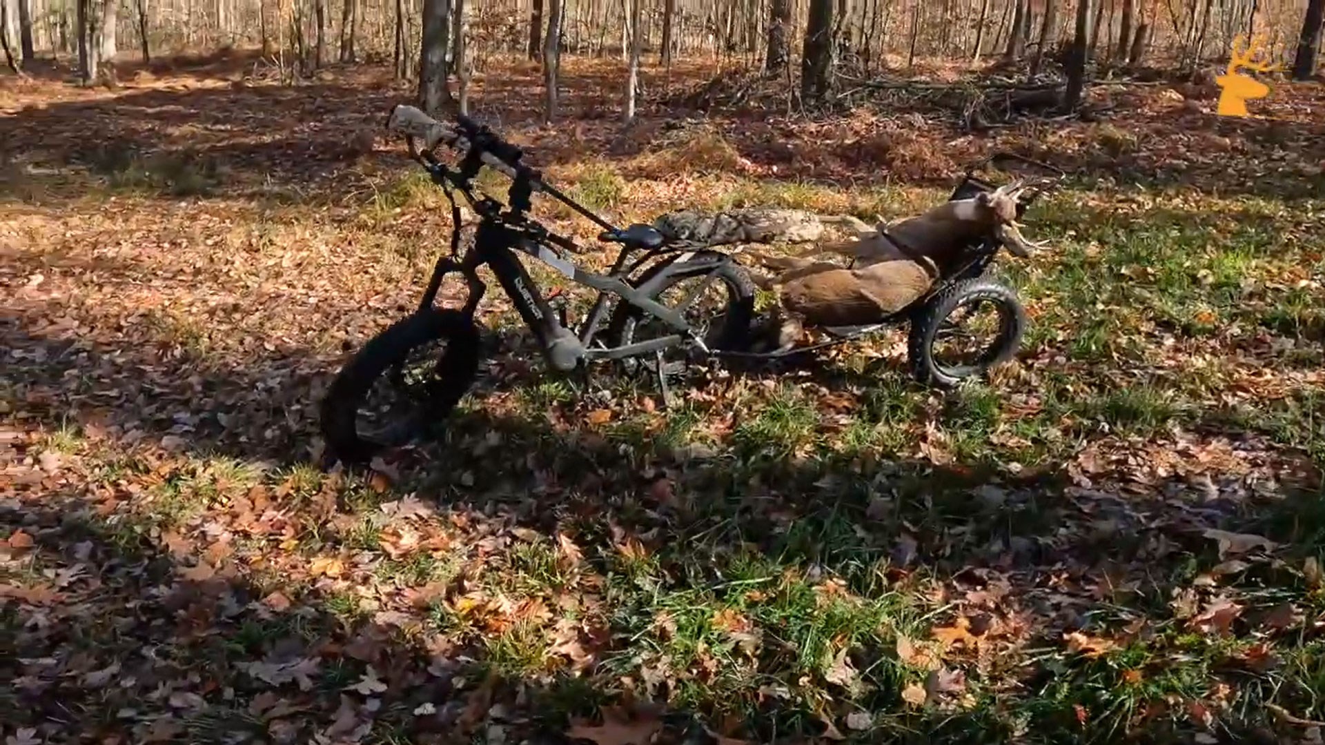 Apex Pro in woods with deer