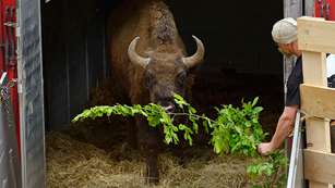 european_bison_f.jpg