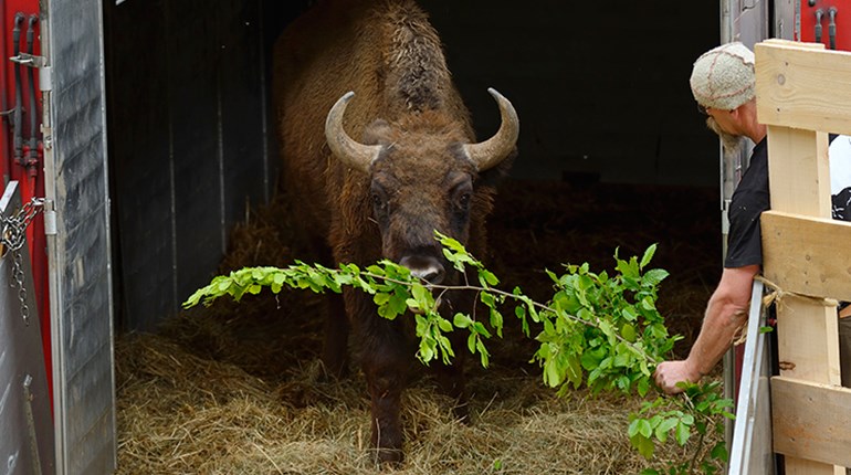 Are European Bison Set for a Conservation Comeback? | An Official Journal Of The NRA