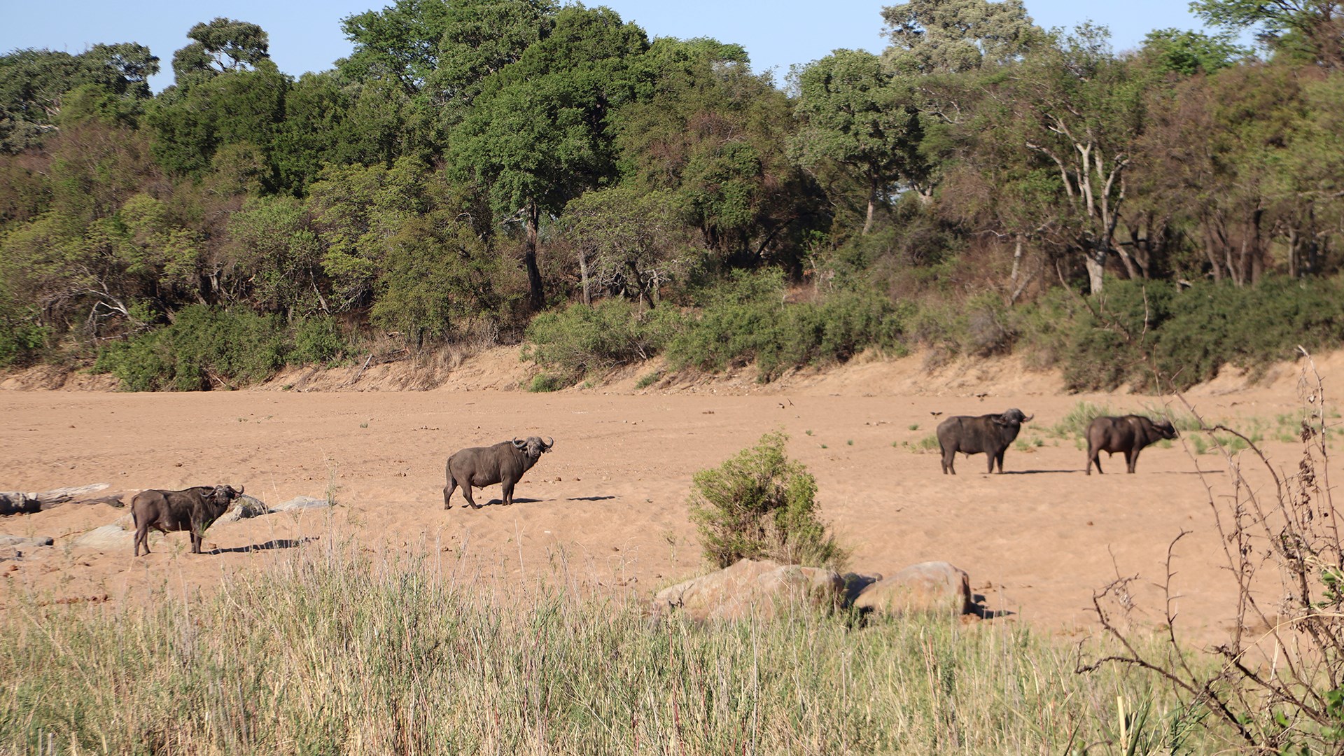 Bulls in the open
