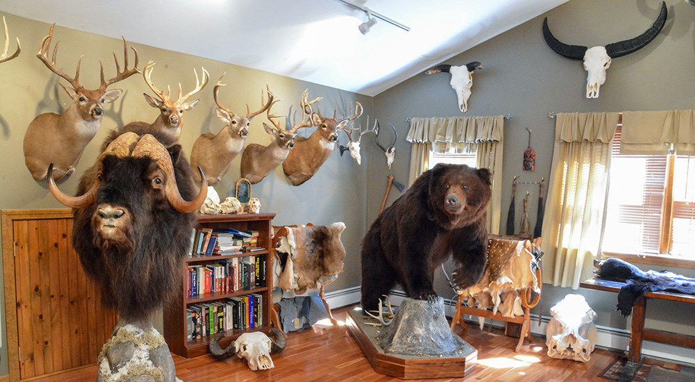 Room filled with taxidermy
