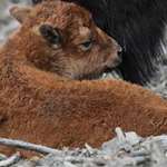 bison-calf.jpg