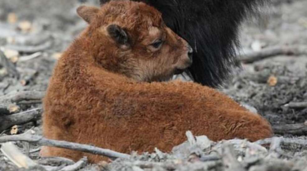 bison-calf.jpg