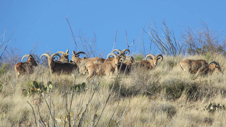 Herd of Aoudad on a hill.