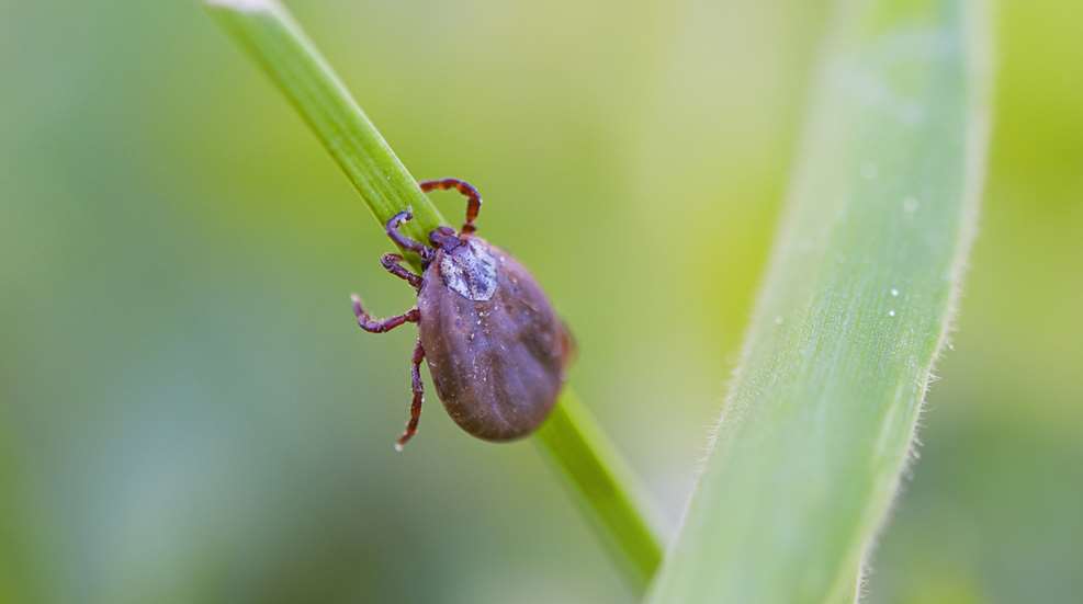 Tick On Grass
