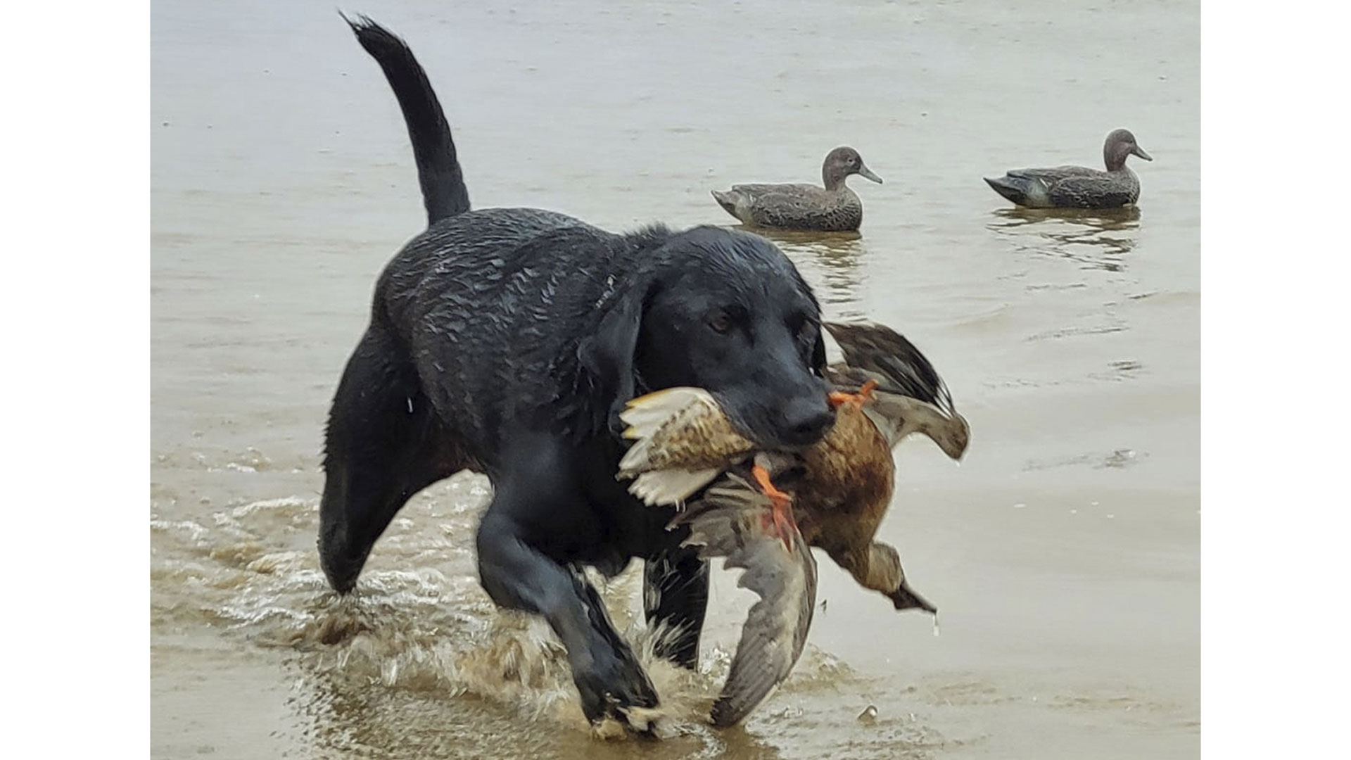 Member&#39;s Hunt: The ‘Do-It-All’ Lab | An Official Journal Of The NRA