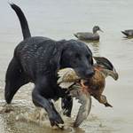 Member's Hunt: The ‘Do-It-All’ Lab | An Official Journal Of The NRA