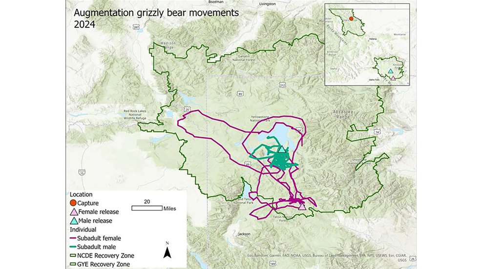 LEDE Grizzly Bear Population Maps