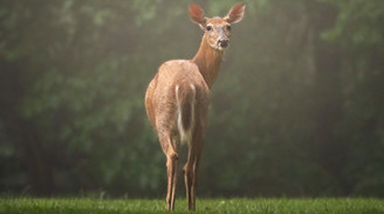 Maryland Hunters Record 84,201 Deer for 2024-2025 Season | An Official Journal Of The NRA