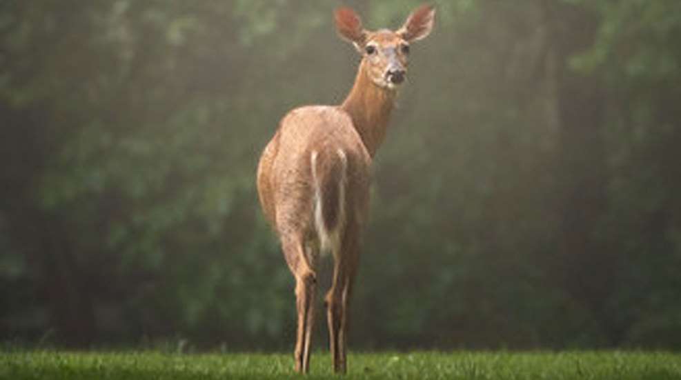Whitetail Deer Looking Back