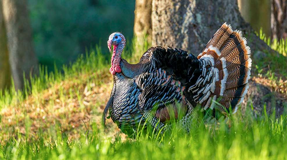 how-to-analyze-turkey-season_lead.jpg