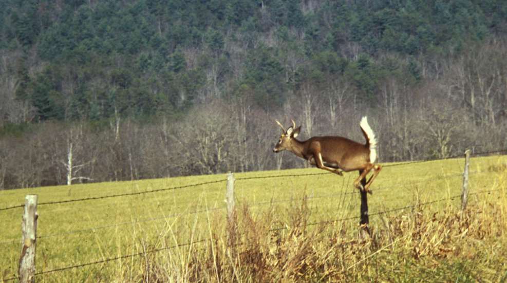 Deer Jumping Fence