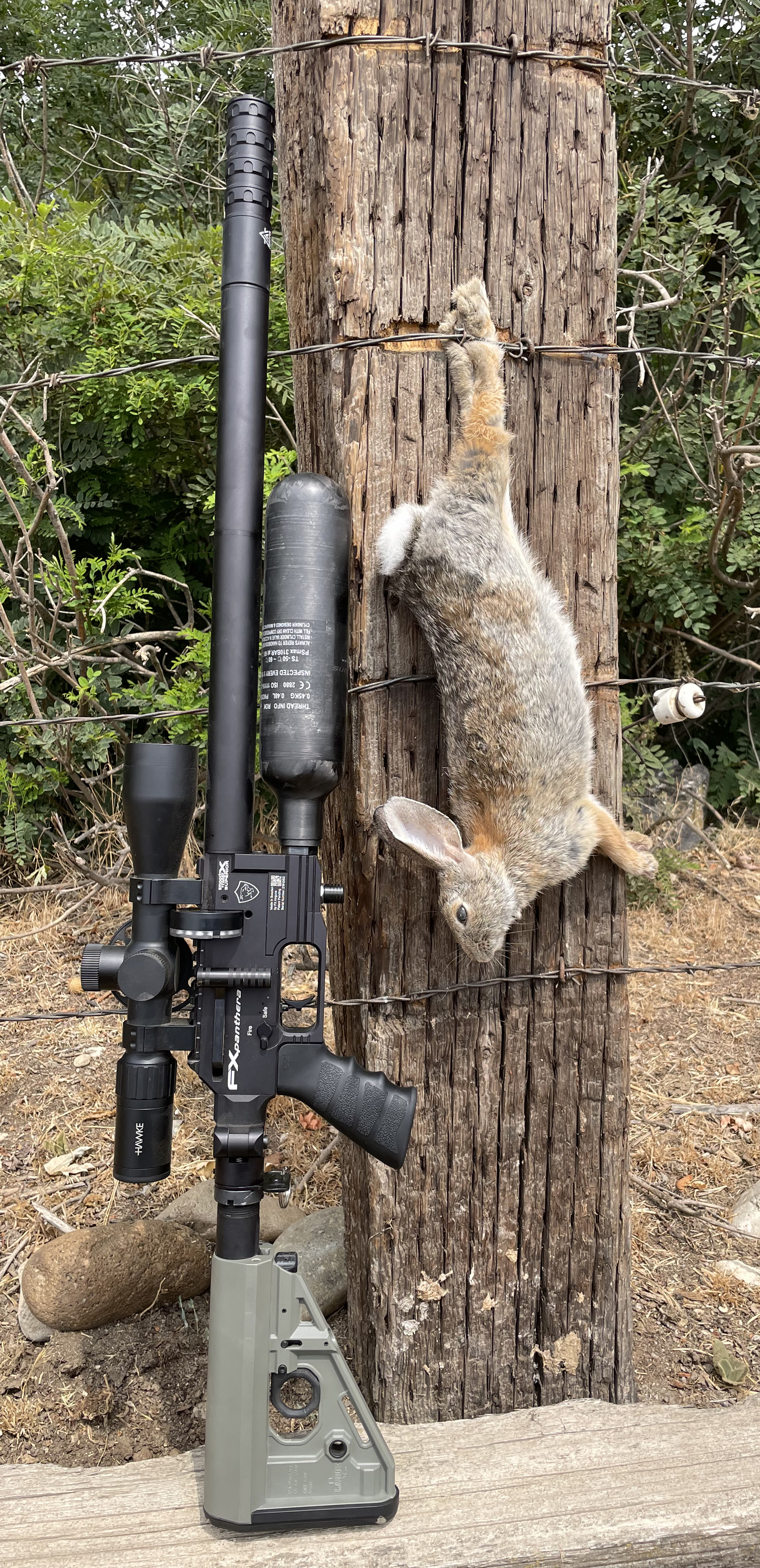 Jackrabbit