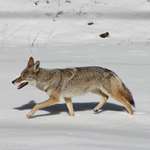 MAIN Coyote In Snow