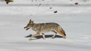 MAIN Coyote In Snow