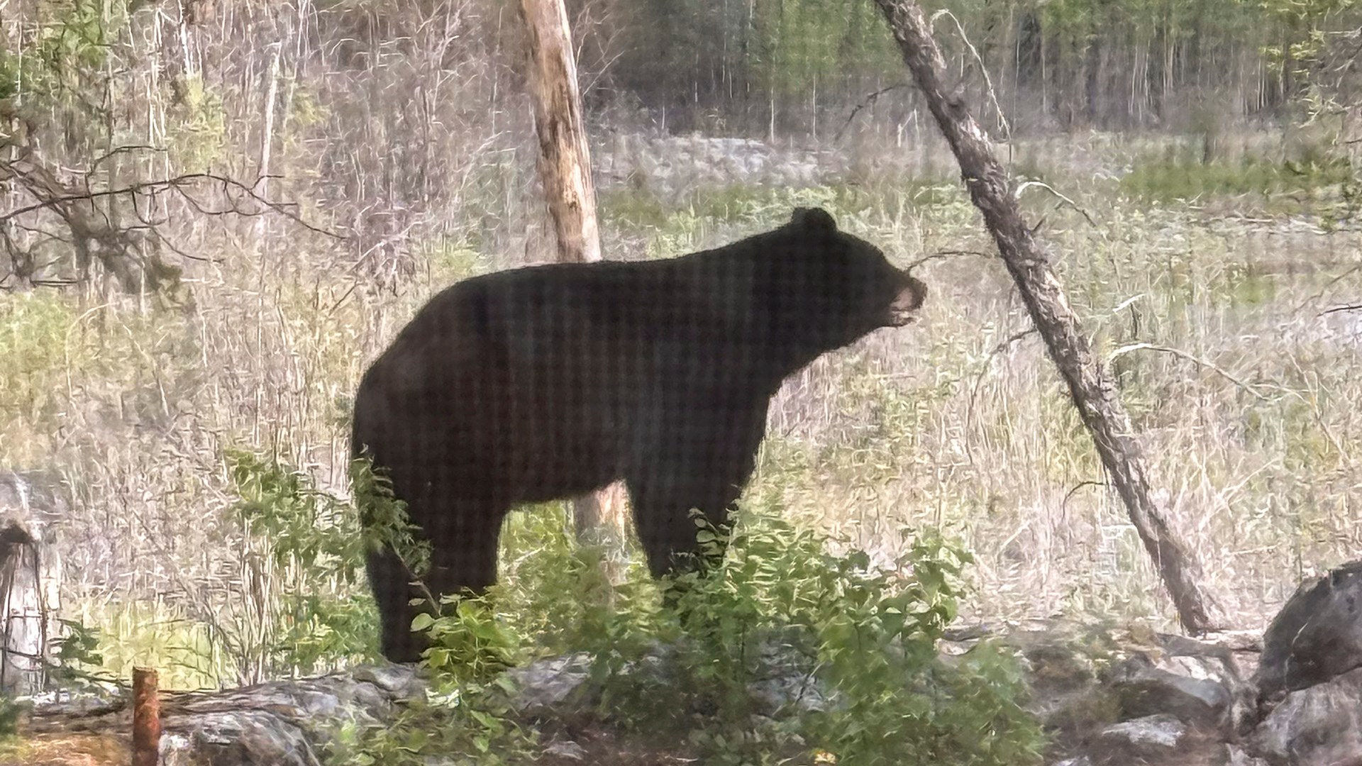 Bear on camera