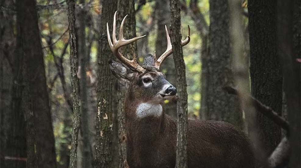 20 Common Deer Hunting Mistakes to Avoid | An Official Journal Of The NRA