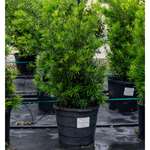 Japanese Yew LEDE
