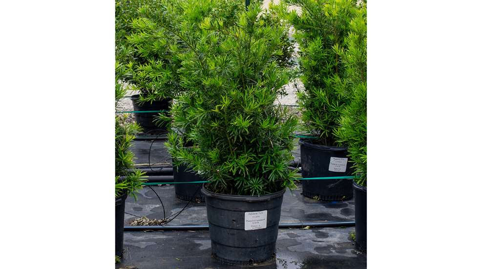 Japanese Yew LEDE