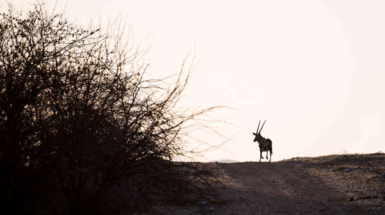 Classic African Sunset