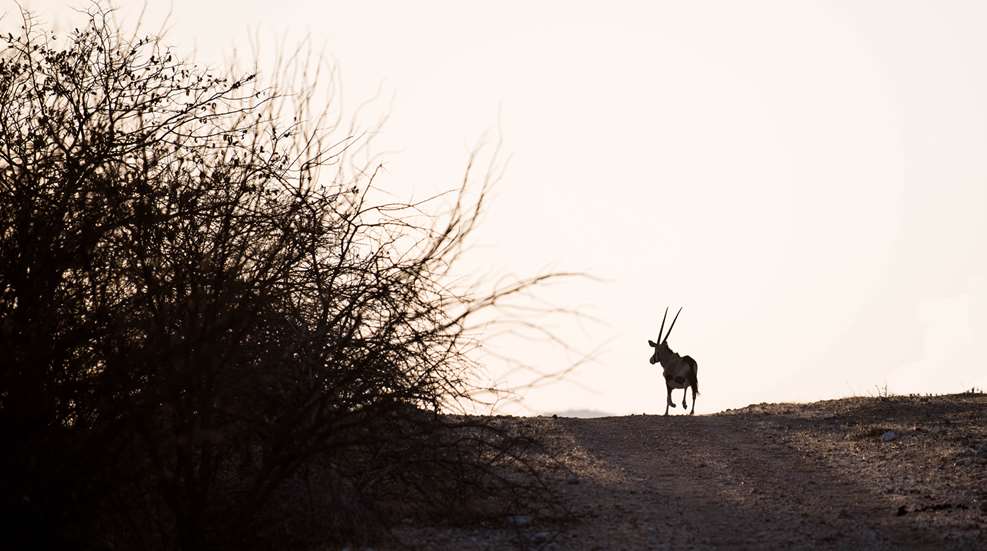 Classic African Sunset