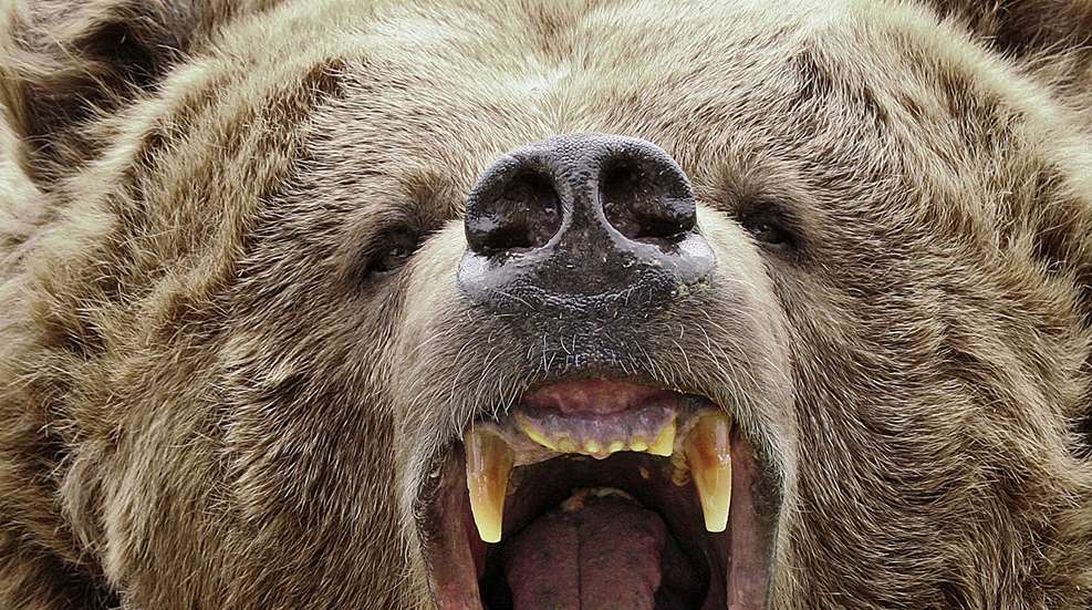 Terror On The Kenai Lead