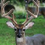 Buck In Velvet