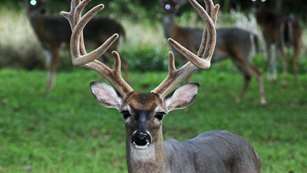 Buck In Velvet