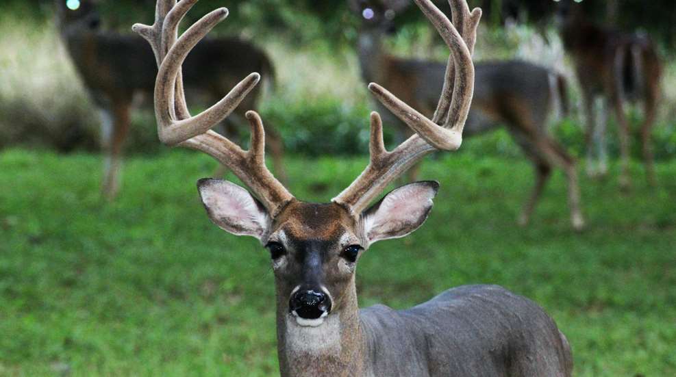 Buck In Velvet