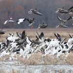 Geese Taking Off From Water Hole