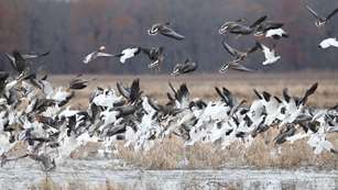 Geese Taking Off From Water Hole