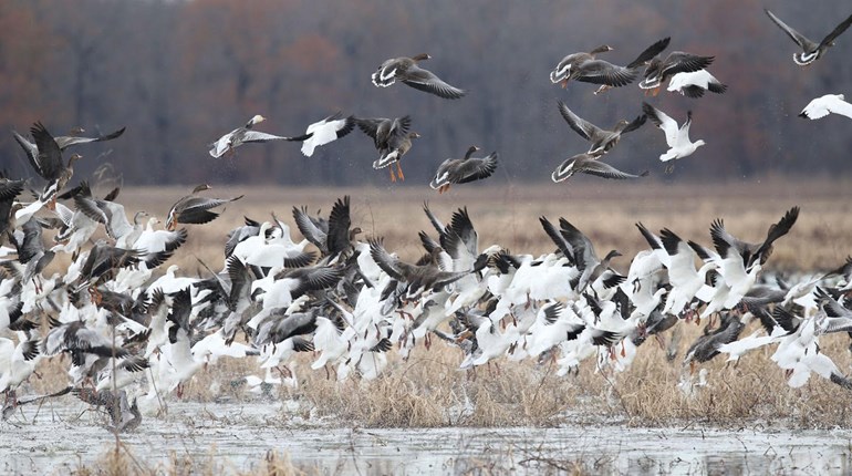State Game and Ag Agencies Monitoring for Avian Flu | An Official Journal Of The NRA
