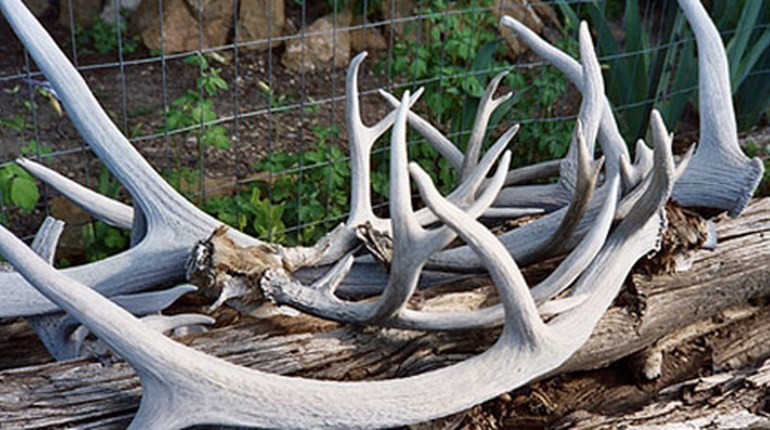 5 Keys to Rattling | An Official Journal Of The NRA