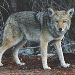 main-coyote.jpg (1)