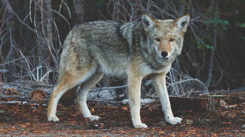 main-coyote.jpg (1)