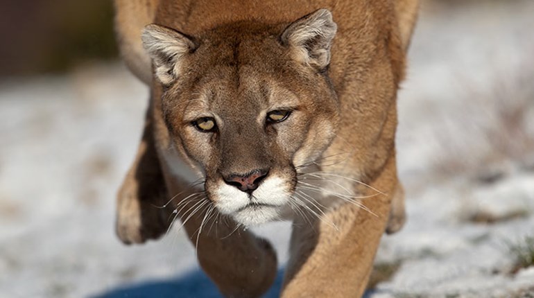 Are Eastern Cougars Breeding? | An Official Journal Of The NRA