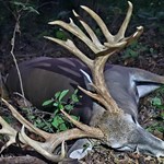 Don't Fight the Feeling: Setting up a Booner Bowhunt | An Official Journal Of The NRA