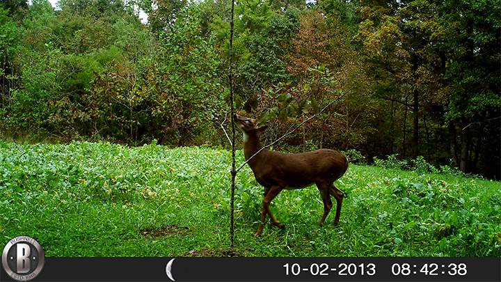 Deer Scraping Tree