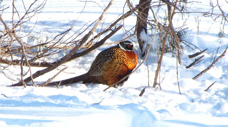 Iowa Celebrating 100 Years of Pheasant Management Success | An Official Journal Of The NRA