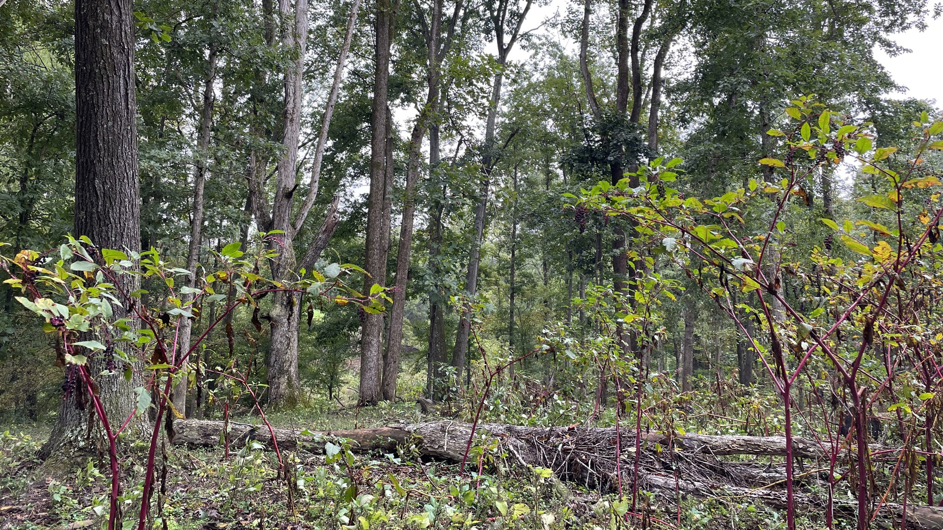 Locator call clearing