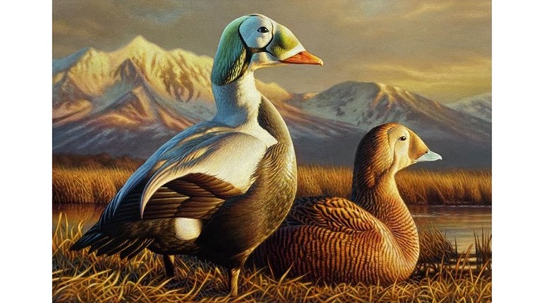 Adam Grimm Wins Third Federal Duck Stamp Contest | An Official Journal Of The NRA
