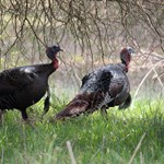 Pre-Season Spring Gobbler Scouting Tips | An Official Journal Of The NRA