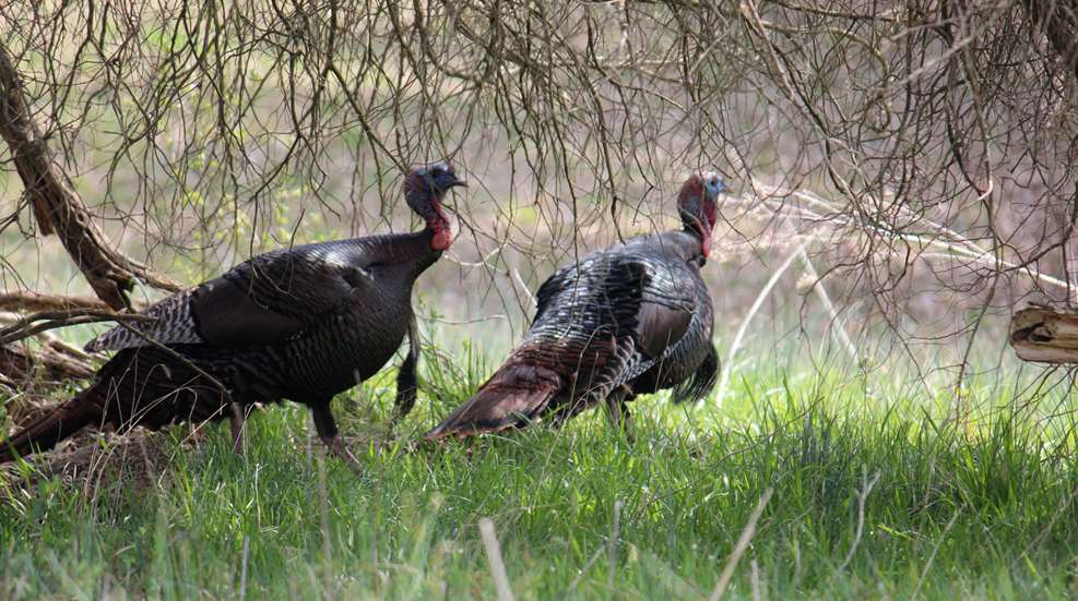 Pair Of Gobblers In A Field Small