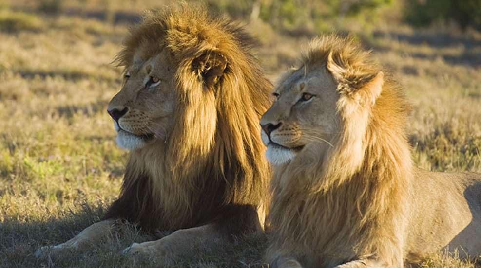 tanzania_lions_f.jpg